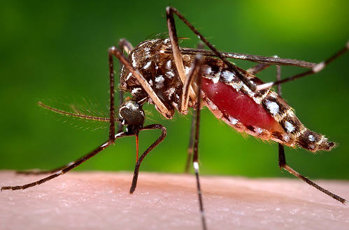 Zika Virus mosquito feeding on human blood